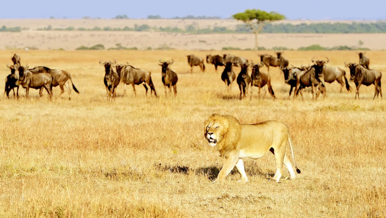 ZIUA 3 (10 oct 2026): Plecare spre Masai Mara, safari