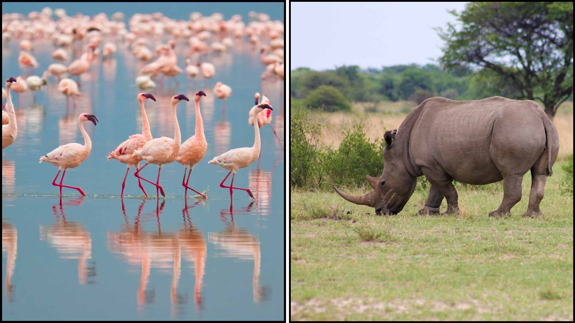ZIUA 5 (12 oct 2026): Masai Mara – Lacul Nakuru